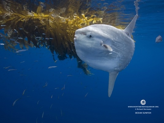 a large white fish swimming in the ocean with seaweed on it's back