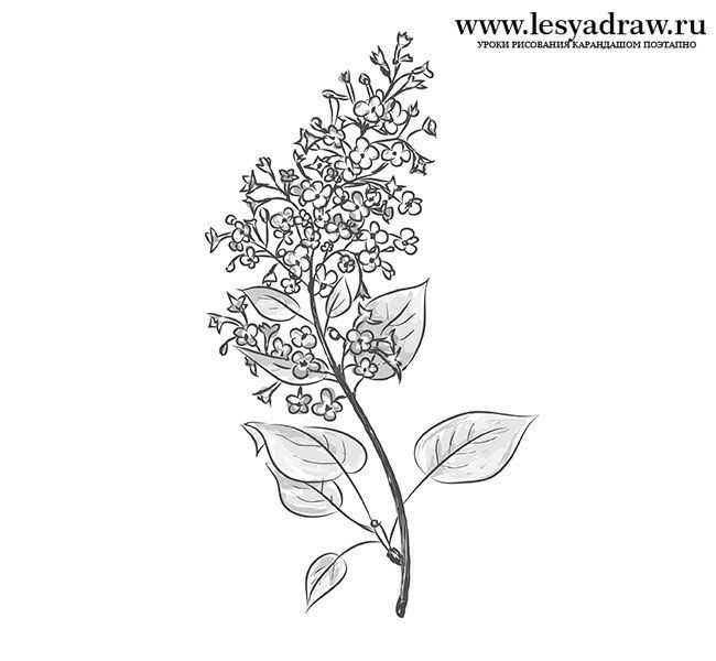 a drawing of a plant with leaves and flowers