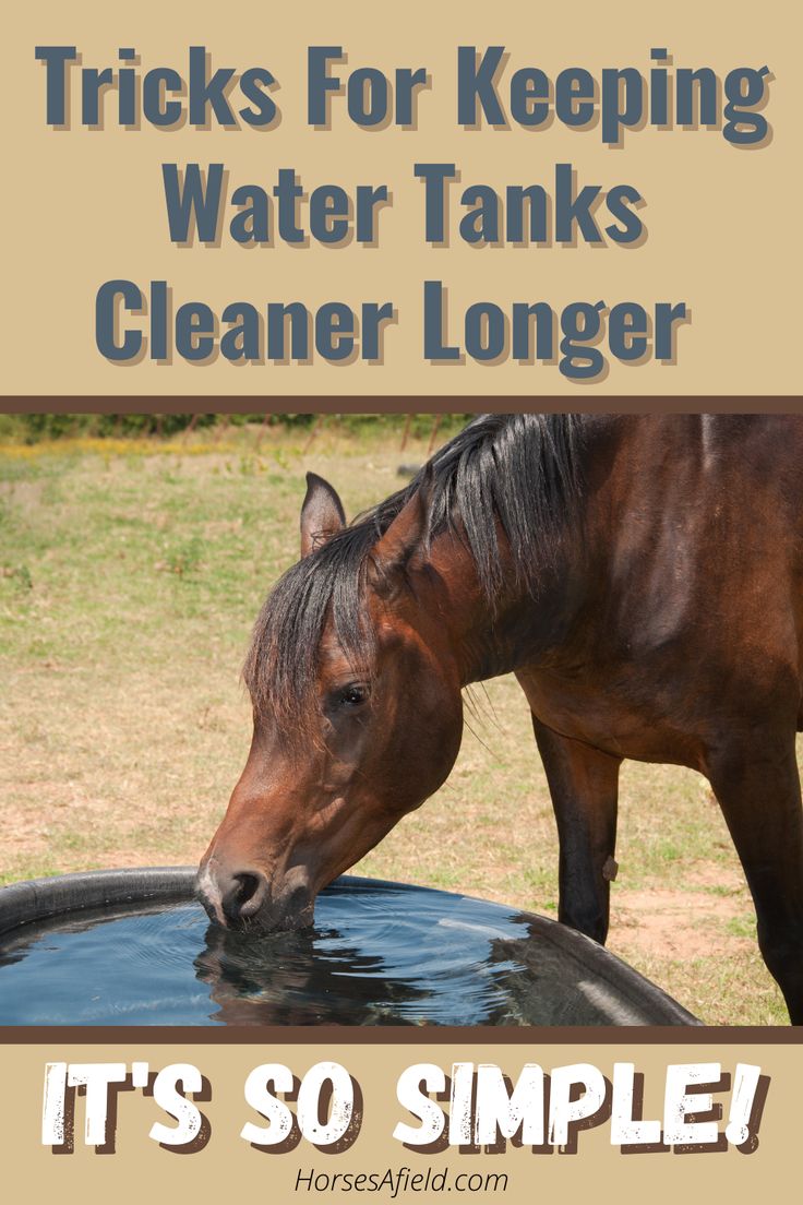 a horse drinking water from a trough with the words tricks for keeping water tanks cleaner longer