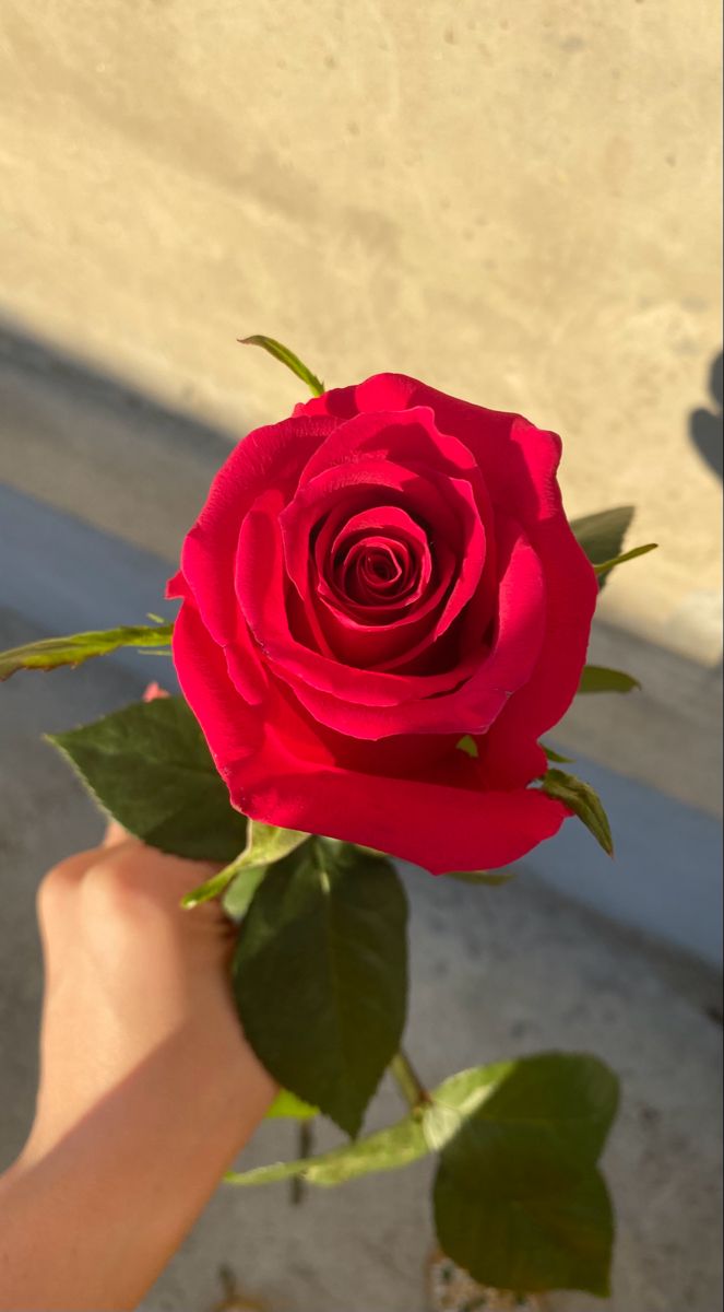 a person holding a red rose in their hand