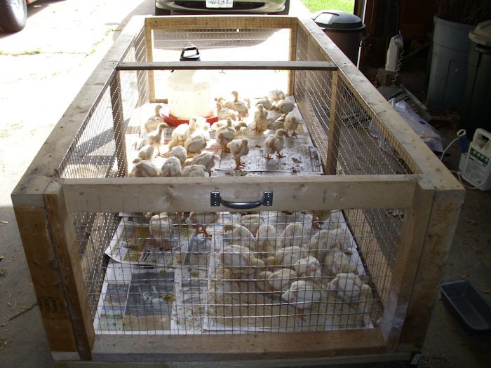 several chickens in cages sitting on the ground