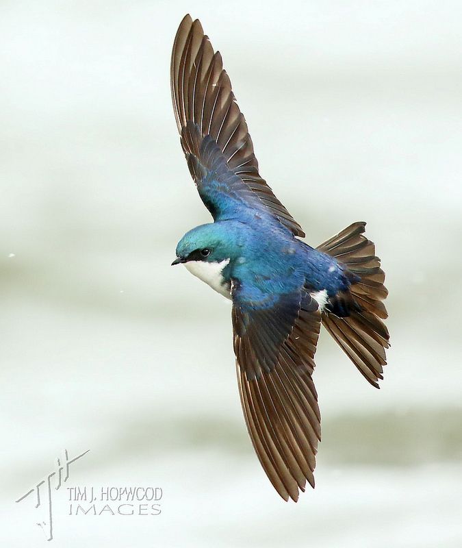 a blue and brown bird flying in the air