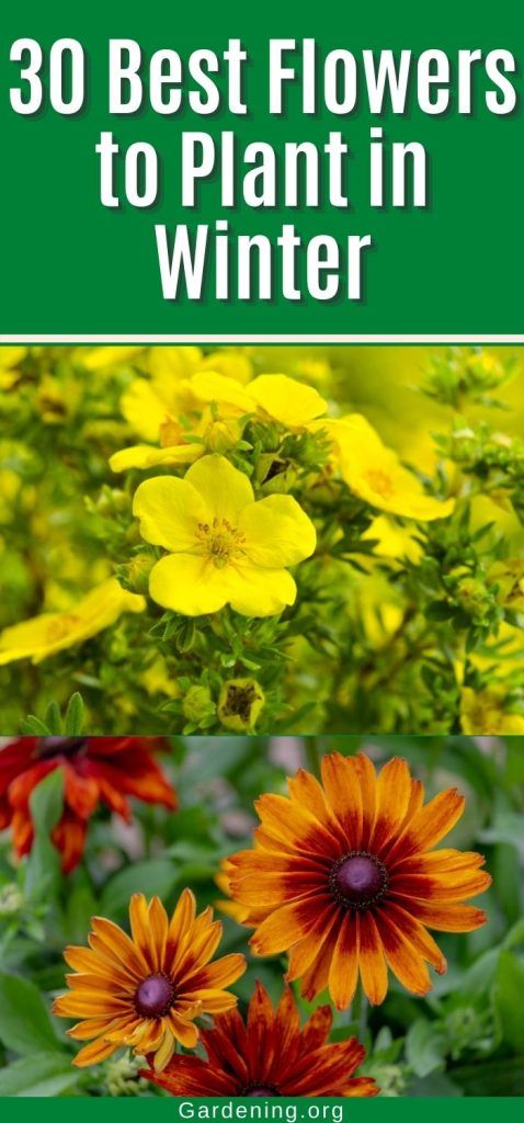 flowers with the title'30 best flowers to plant in winter '