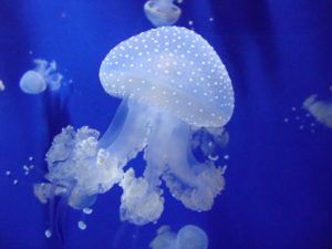 a group of jellyfish swimming in an aquarium with blue water and bubbles on the bottom