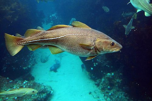 a large group of fish swimming in the ocean