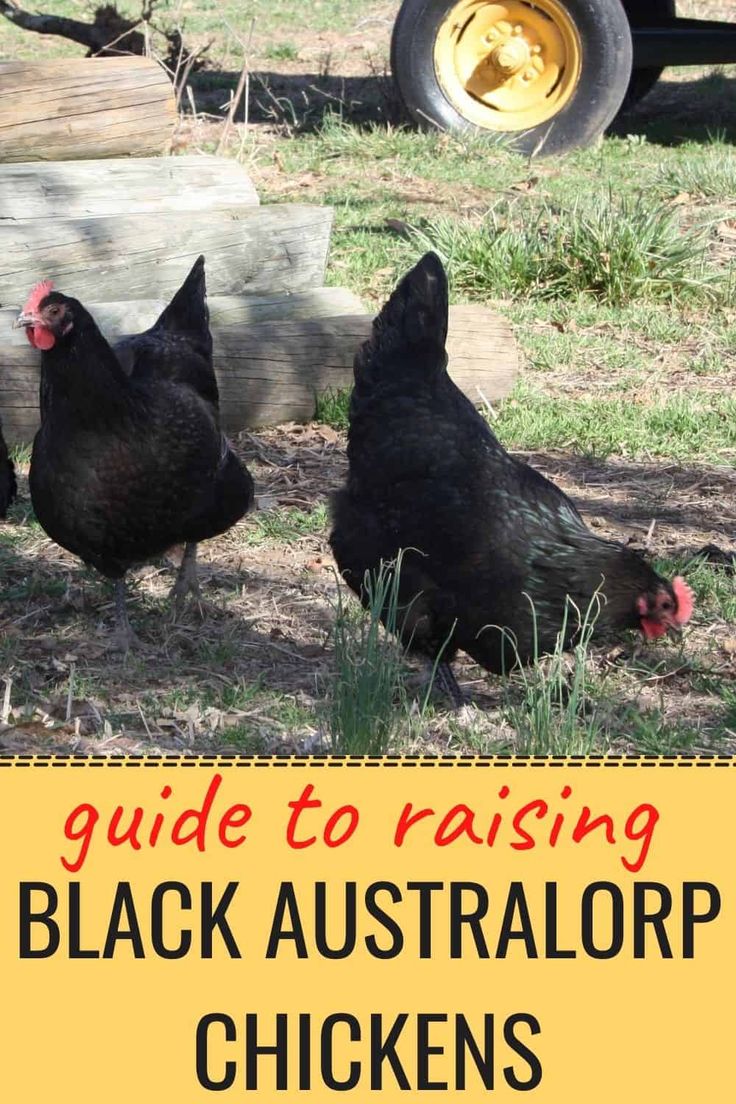 two black chickens standing next to each other in the grass with text overlay reading guide to raising black australop chickens