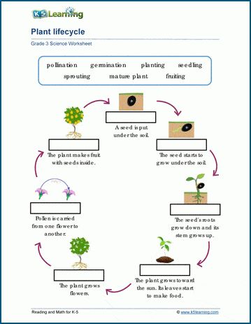 a plant life cycle worksheet for kids to learn how to grow and use it