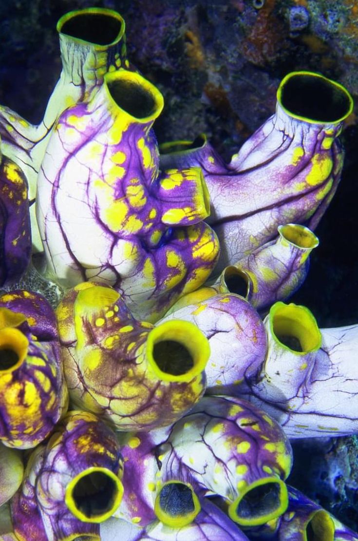 some very pretty colorful vases in the water by rocks and corals on the ocean floor