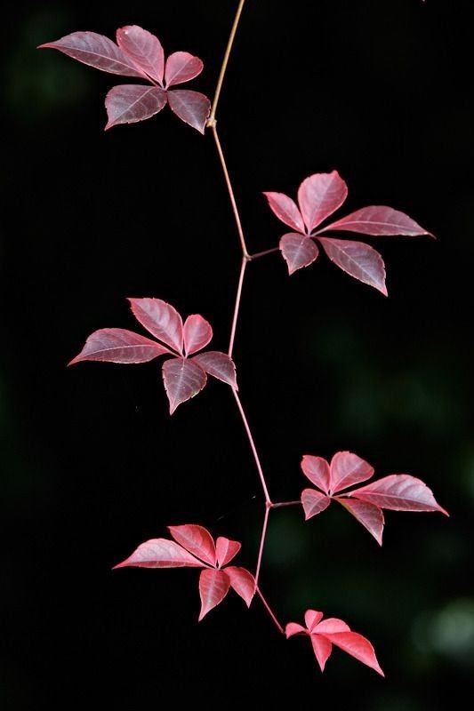 a branch with red leaves on it against a black background