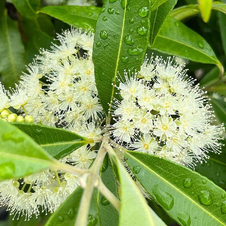 Backhousia citriodora - Lemon Scented Myrtle - The Curious Gardener Licorice Plant, Goldfish Plant, Plants Under Trees, Plants For Hanging Baskets, Australian Native Plants, Australian Garden, Plant Information, Native Garden, Shade Trees