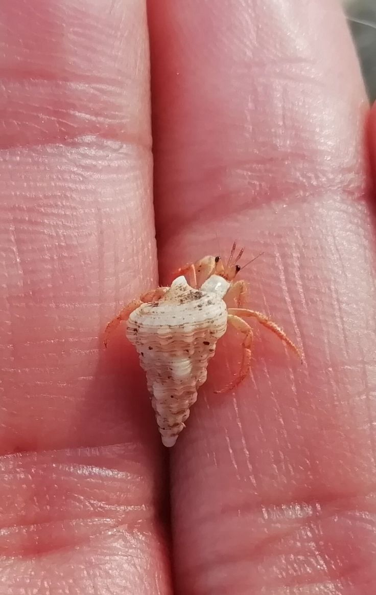 a tiny insect sitting on top of a persons finger in the palm of someone's hand