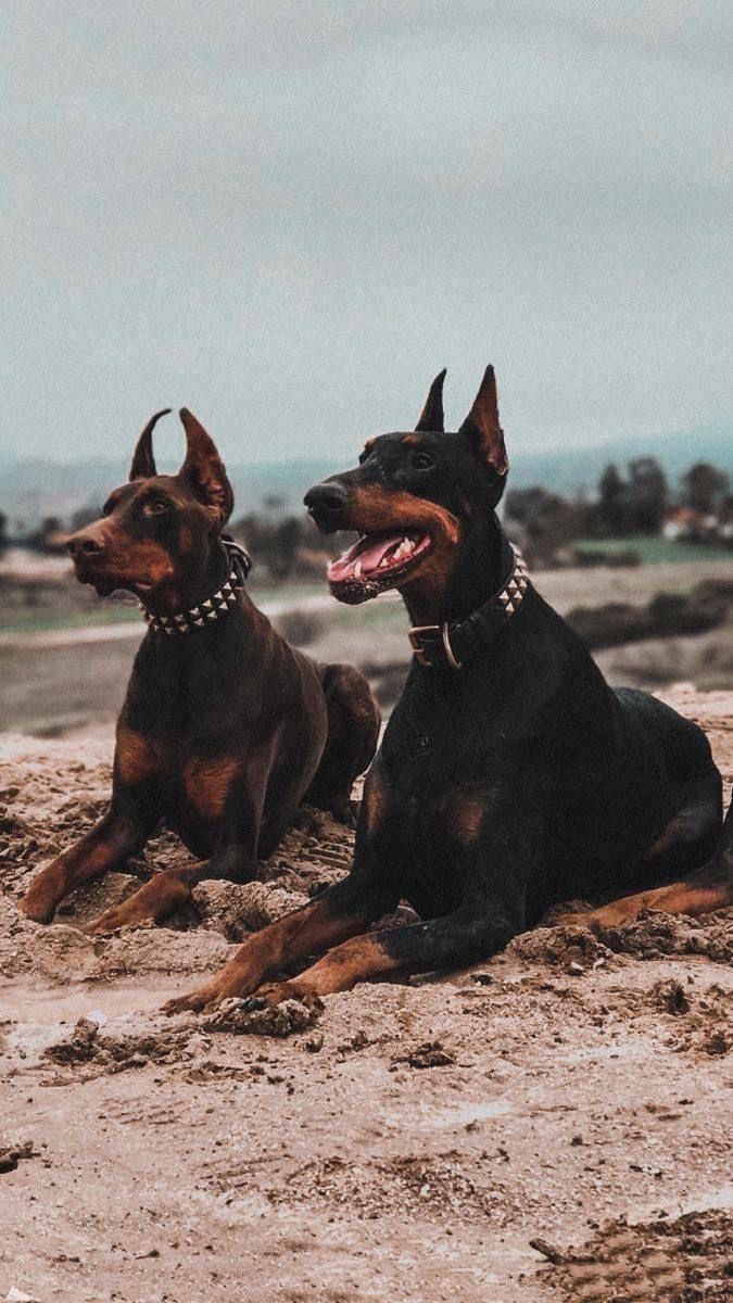 two doberman dogs laying on the beach together with their heads turned to look like they are having fun