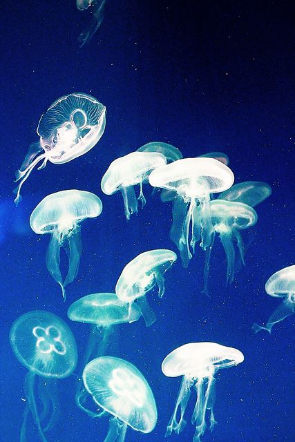 many jellyfish are swimming in the water