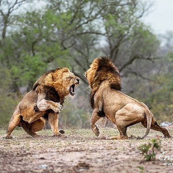 Amazing capture 😨 of 2 male lions battling. . A male Lions role is to protect the pride, pride territory and reproduce with the lionesses.… Asiatic Lion, Lions Photos, Animals Crossing, Male Lion, Lion Images, Lion Pictures, African Lion, Majestic Animals, African Animals