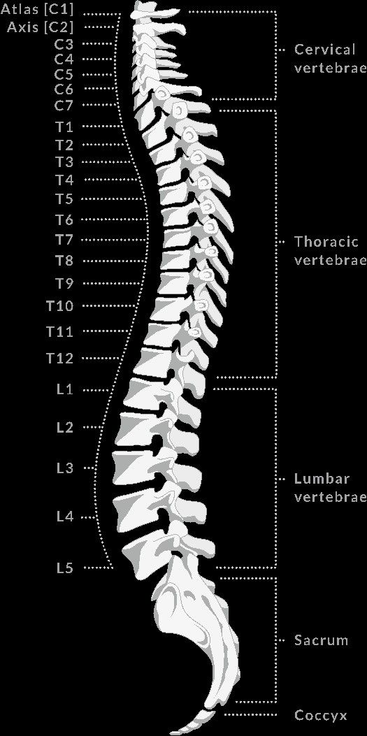 the back view of a human skeleton, with all its bones labeled in white and black