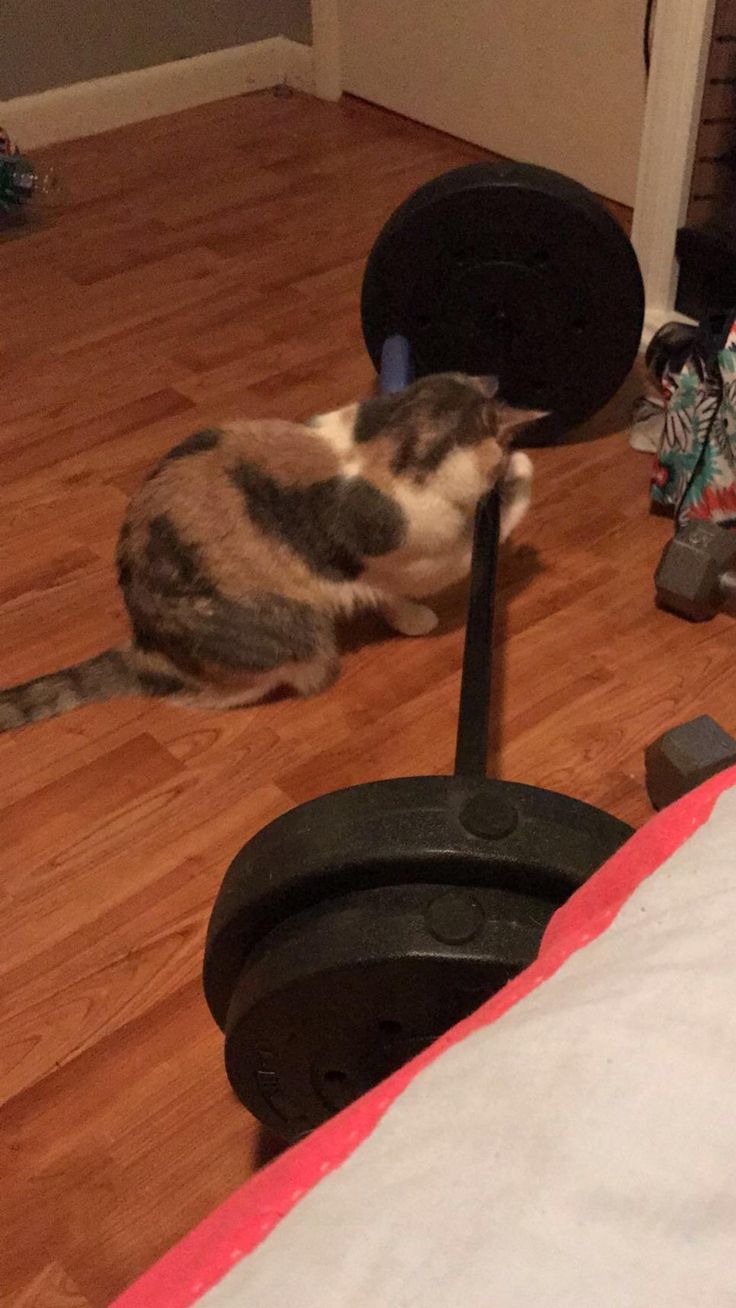 a cat laying on the floor next to a gym equipment