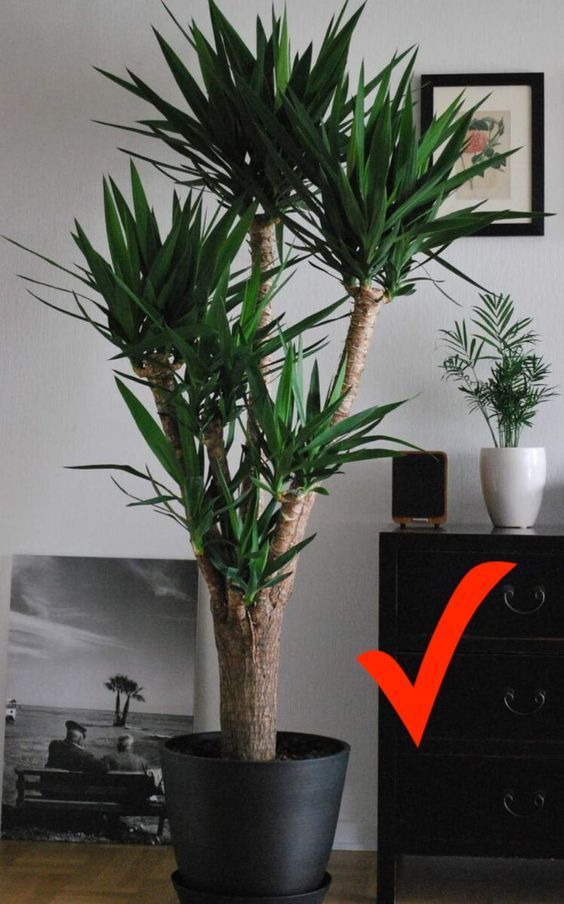 a potted plant sitting on top of a wooden table next to a black dresser