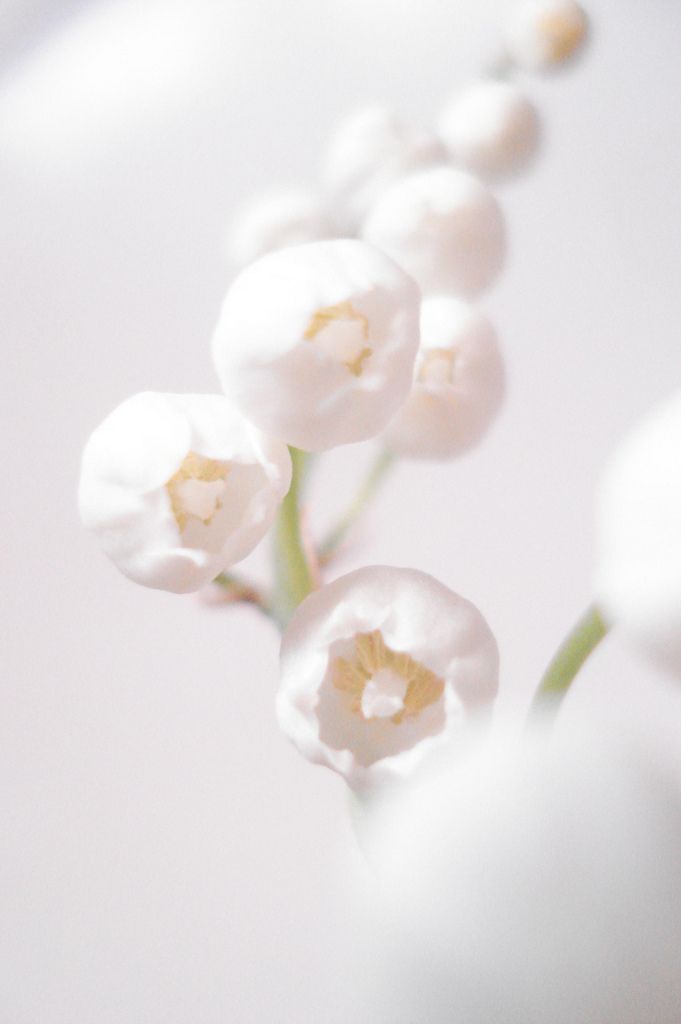 some white flowers are sitting in a vase