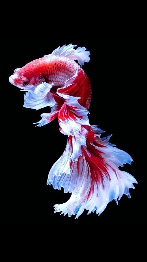 two red and white fish swimming in the dark water, with their tails curled up