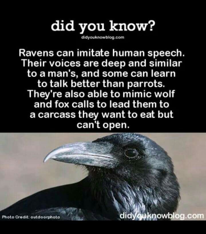 a black bird with the caption did you know? raven can initiate human speech