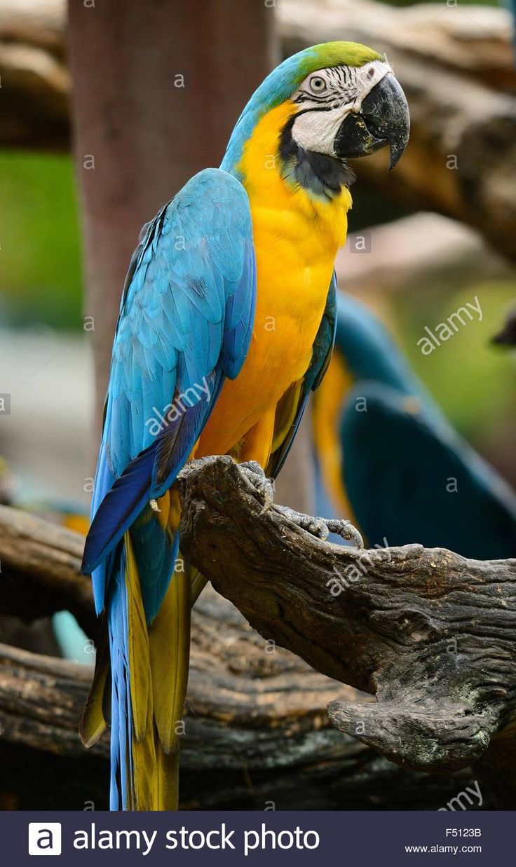 a blue and yellow macaw sitting on a branch - stock image