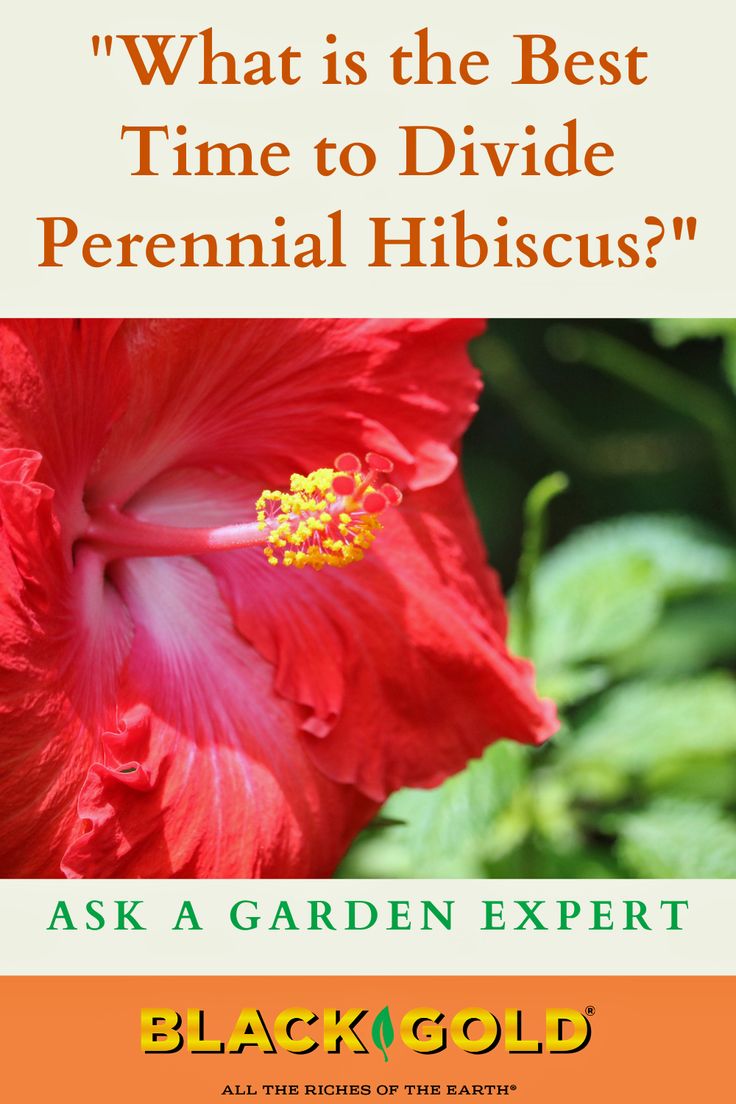 a red flower with the words, what is the best time to divide perennial hibiscus? ask a garden expert black gold