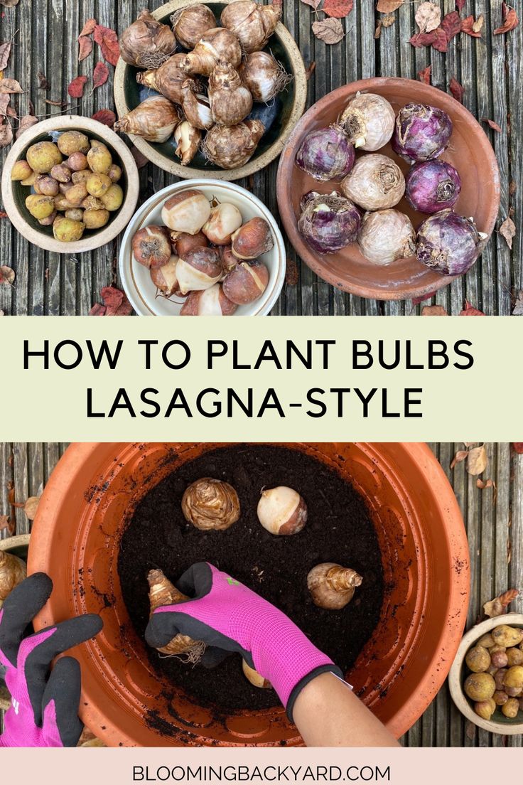 how to plant bulbs in lasagna - style pots with text overlay that reads, how to plant bulbs lasagna - style