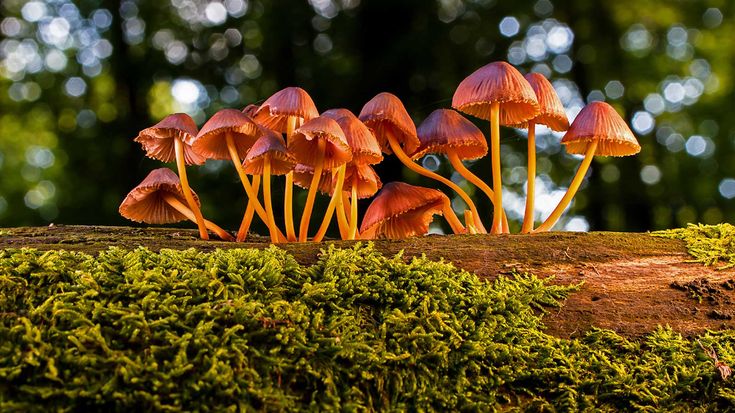 a group of mushrooms sitting on top of a moss covered log