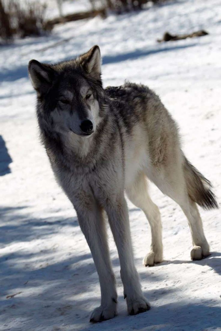 a wolf standing in the snow with its eyes closed