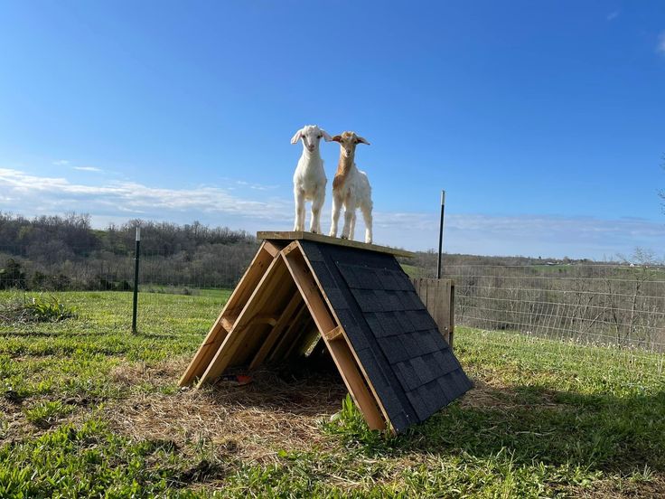 two goats standing on top of a wooden structure