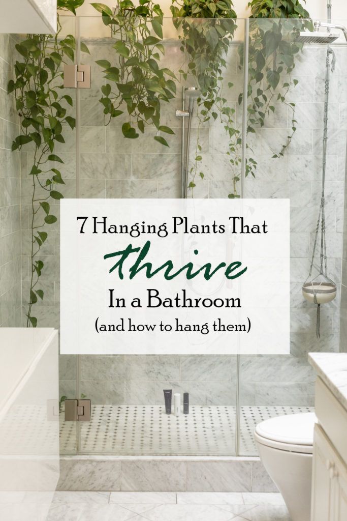 a bathroom with plants growing on the shower wall and in front of it is a sign that says, hanging plants that arrive in a bathroom and how to hang them