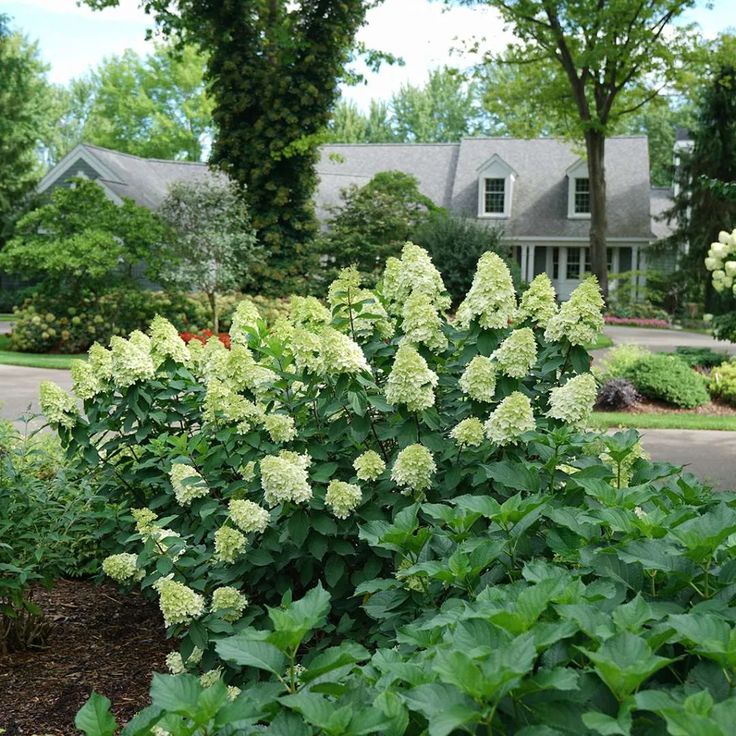 some white flowers and green leaves in front of a house