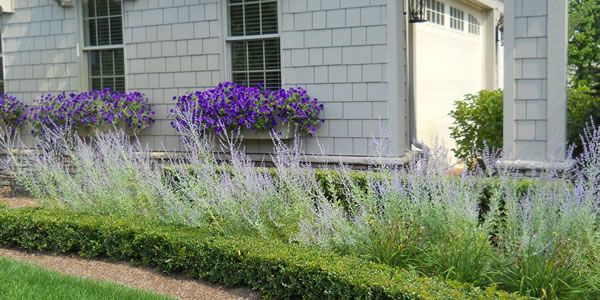 purple flowers line the side of a house with green grass and bushes in front of it