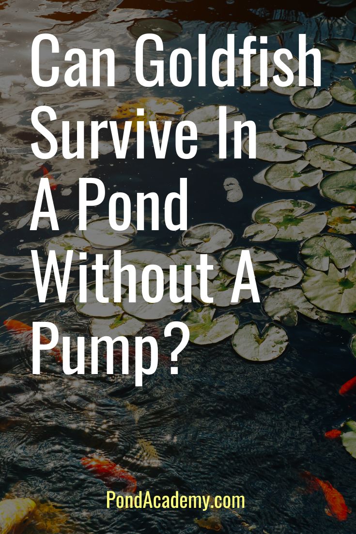 the words can goldfish survive in a pond without a pump? on top of lily pads