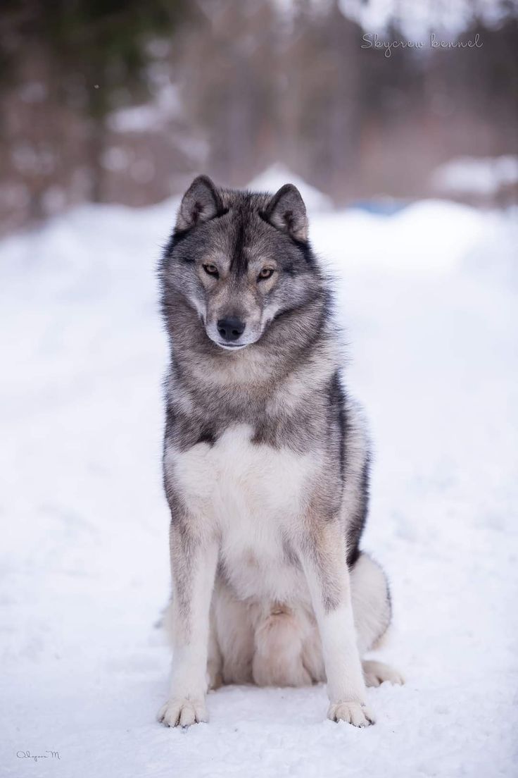 a husky dog sitting in the snow looking at something