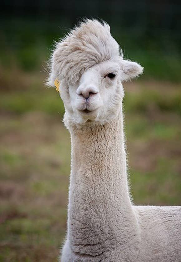 an alpaca is standing in the grass with its head turned to the side