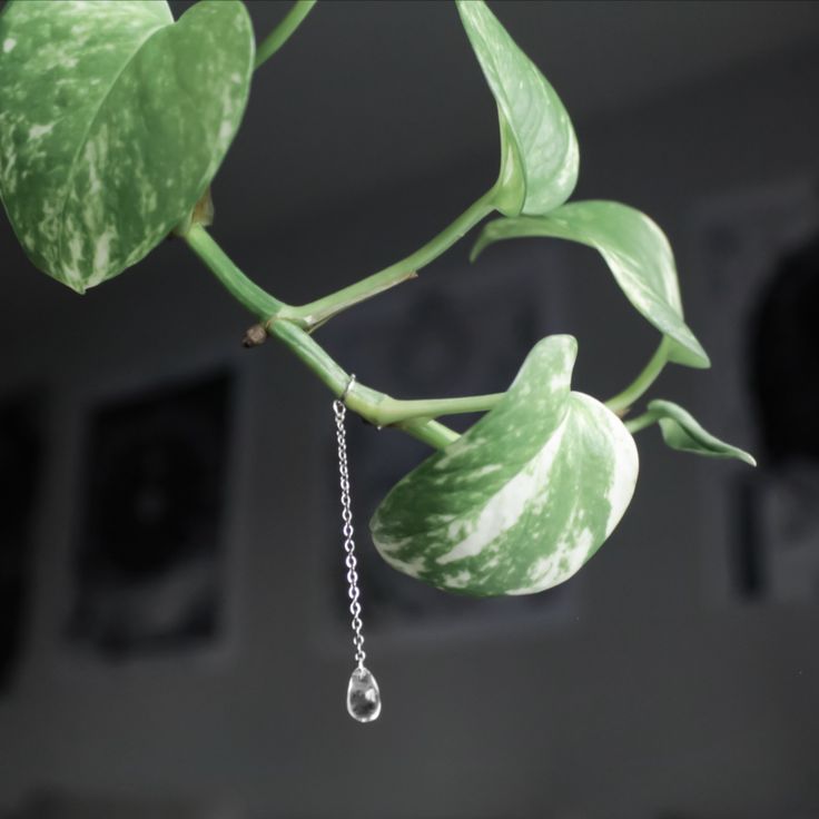 a close up of a plant with water drops hanging from it