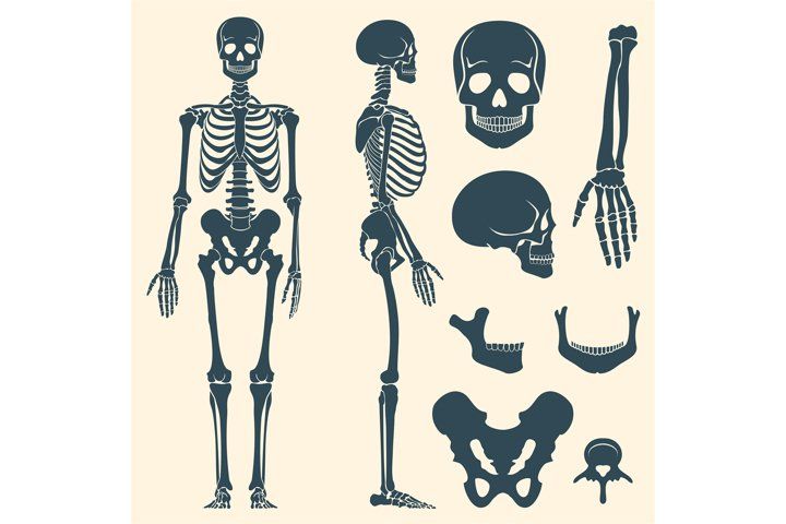 the human skeleton is shown in different positions and sizes stock photo - 549782