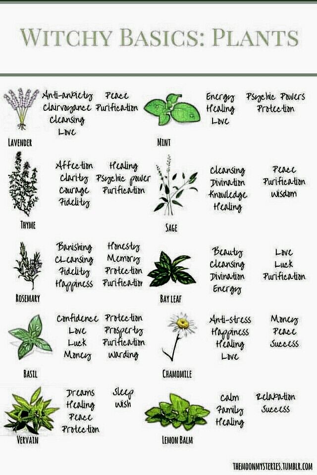 Witchy Basics, Witch's Garden, Magickal Herbs, Witch Herbs, Green Witchcraft, Magia Das Ervas, Witch Garden, Magic Herbs, Magical Herbs