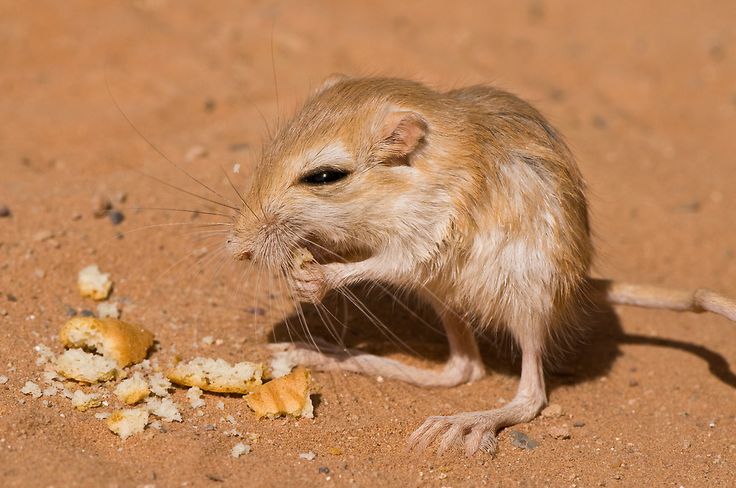 a small rodent eating something on the ground with it's front legs spread out