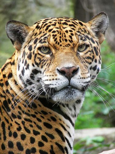 a close up of a leopard looking at the camera