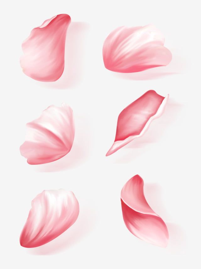 pink petals on a white background, with the petals open and wilting in the wind