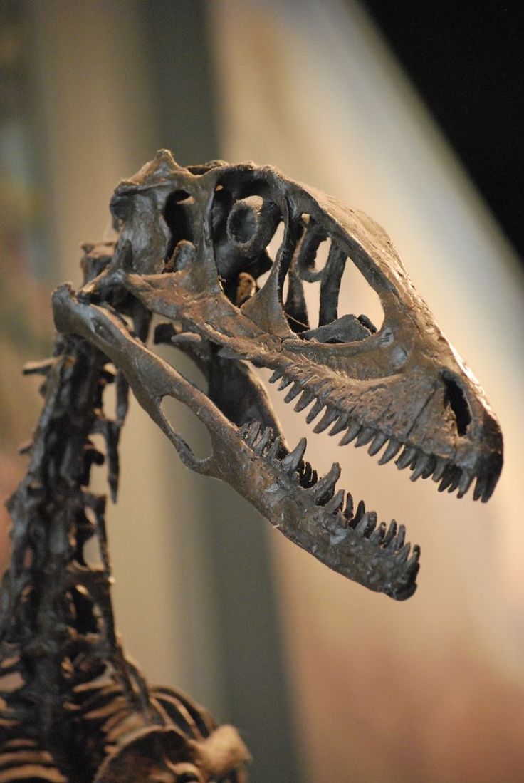 the skeleton of a dinosaur is displayed in a museum