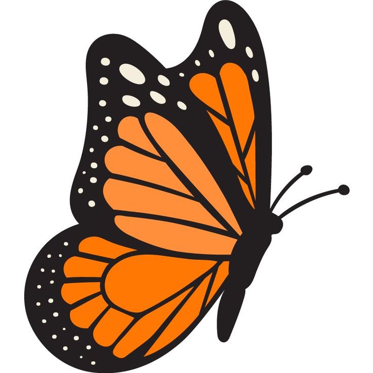 Default Description Design Silhouette, Chalk Drawings, Butterfly Drawing, Monarch Butterfly, Butterfly Art, Drawing Ideas, My Website, Silhouette Cameo, Pumpkins