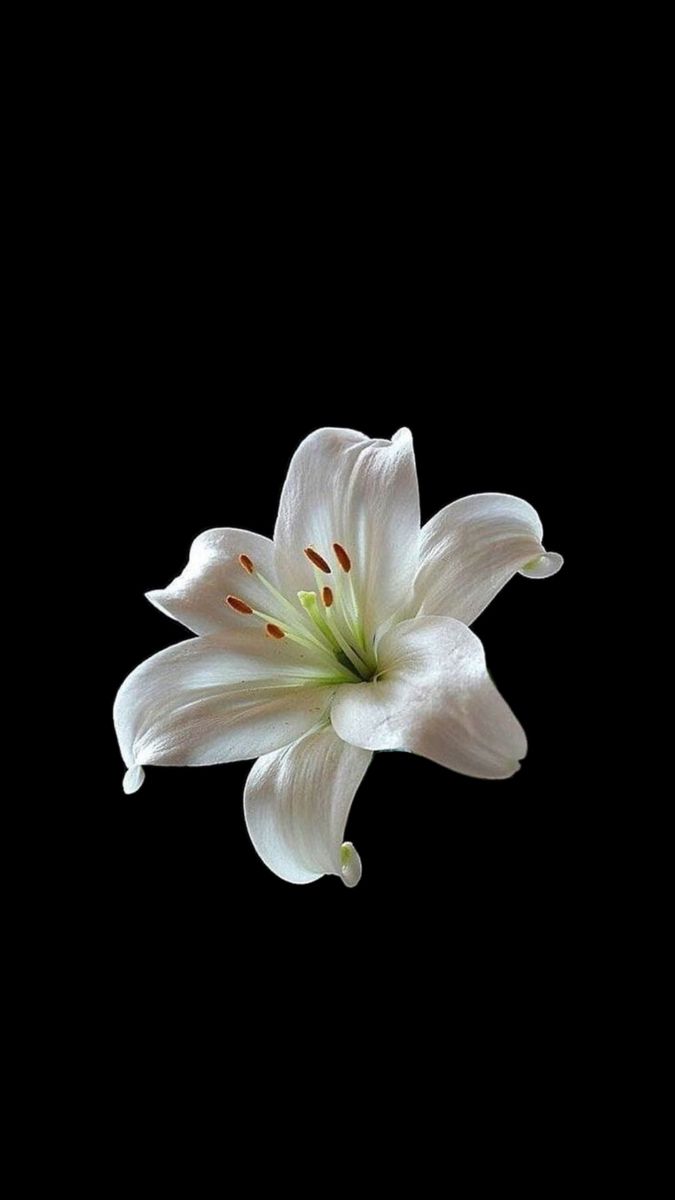 a white flower is in the air on a black background