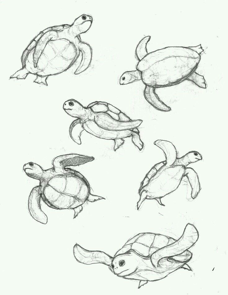 four turtles are depicted in this drawing