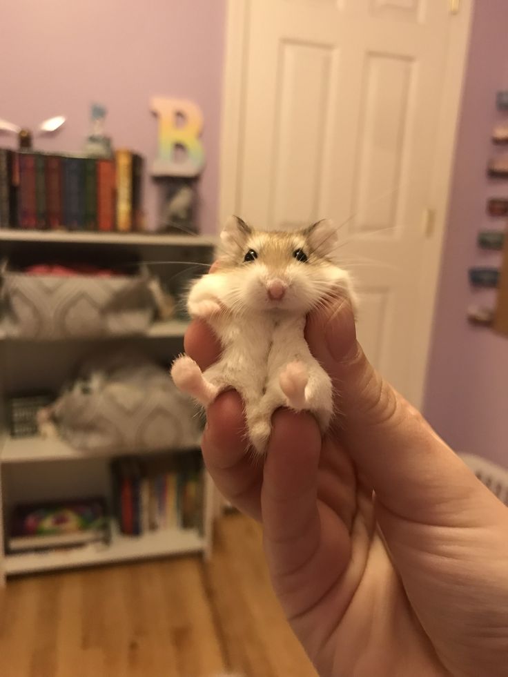 a person holding a small toy hamster in their left hand and looking at the camera