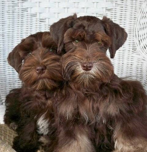 two brown dogs sitting next to each other on a chair