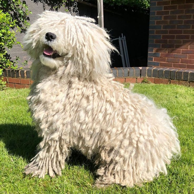 a shaggy white dog sitting on top of a lush green grass covered field next to a brick building