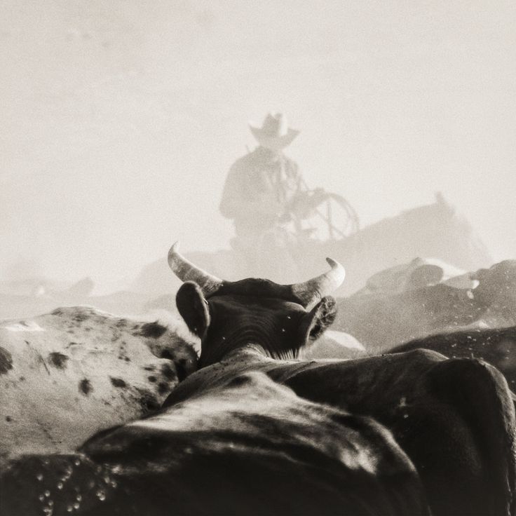 a black and white photo of cattle with a cowboy in the background